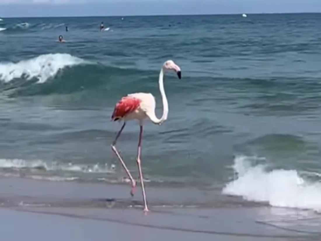 Un flamant rose sur la plage de Canet-en-Roussillon